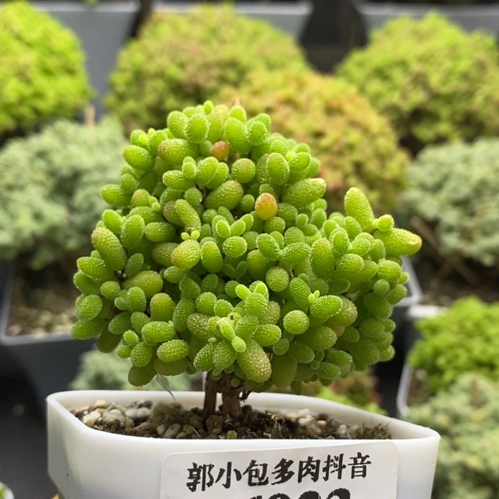 蜜橘糖球6923枝干番杏