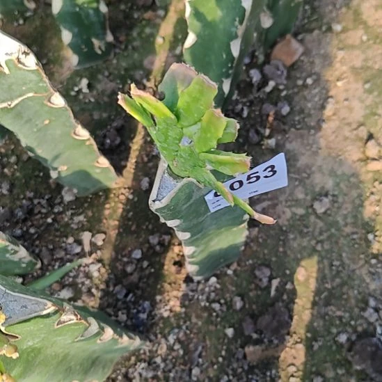 红色重瓣081嫁接福53