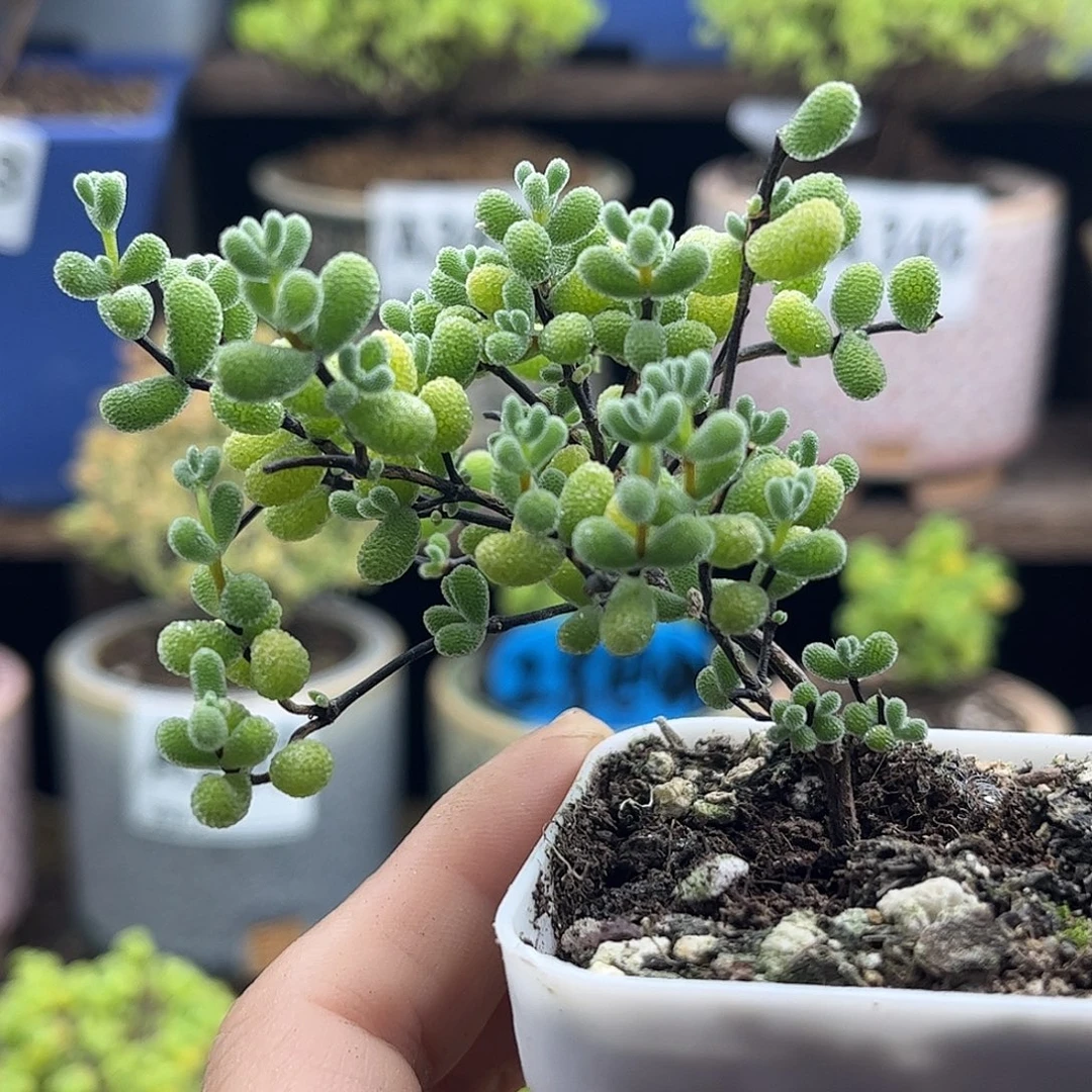 44翡翠优选枝干番杏
