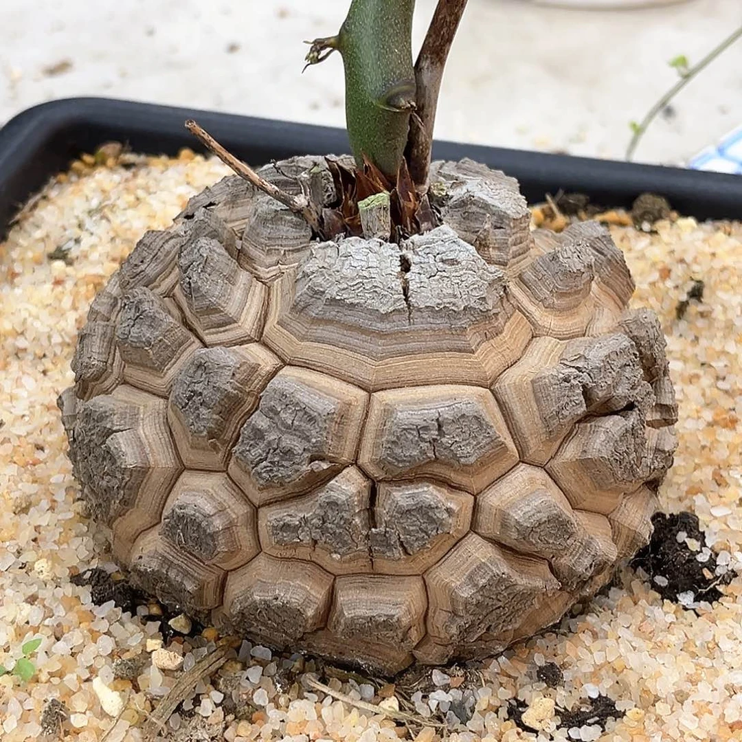 潮流植物 龟甲龙