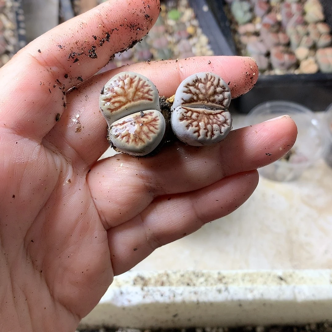 一**过Y279多肉植物保护