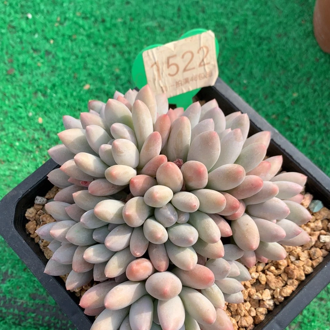 香锁无砍平头9头1522