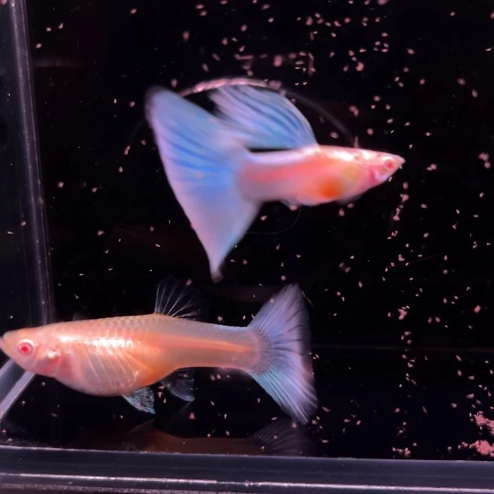 孔雀鱼蓝白大尾1对