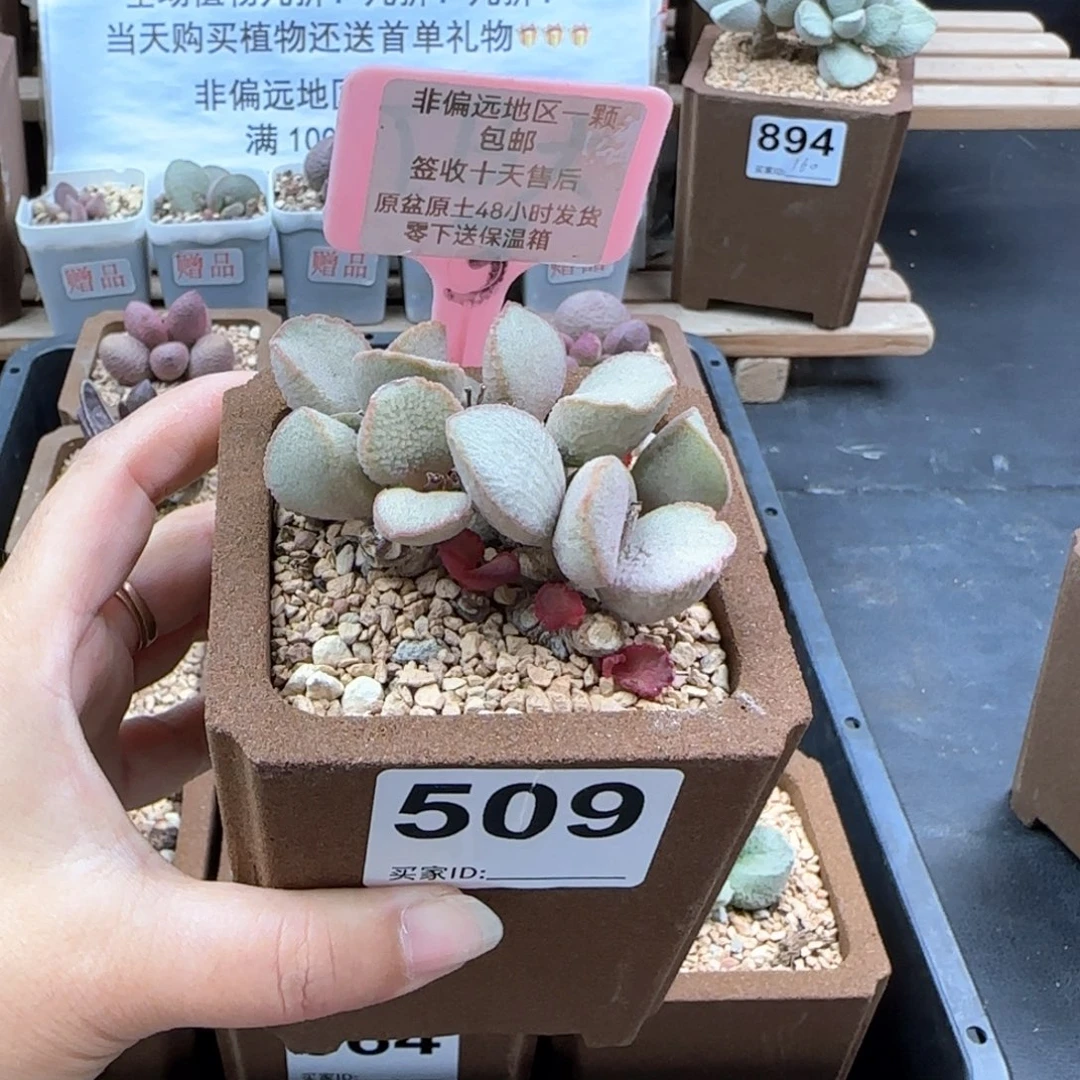 *️****509妖姬微瑕多肉植物