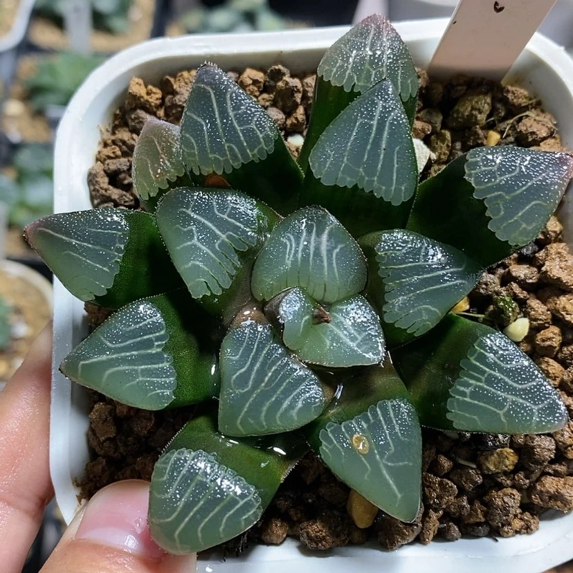 【闪购商品】194实生克