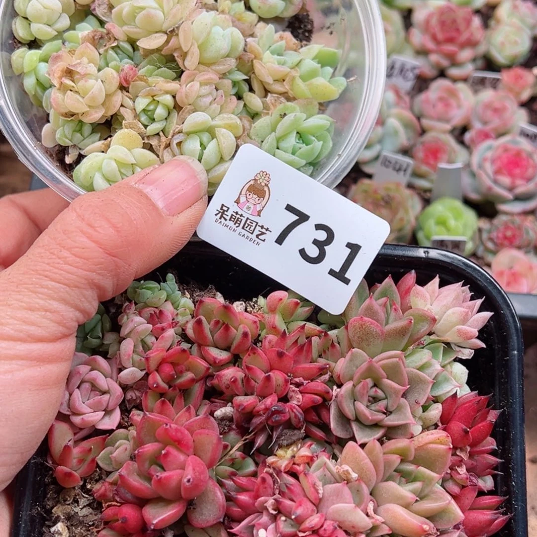多肉植物多肉植物