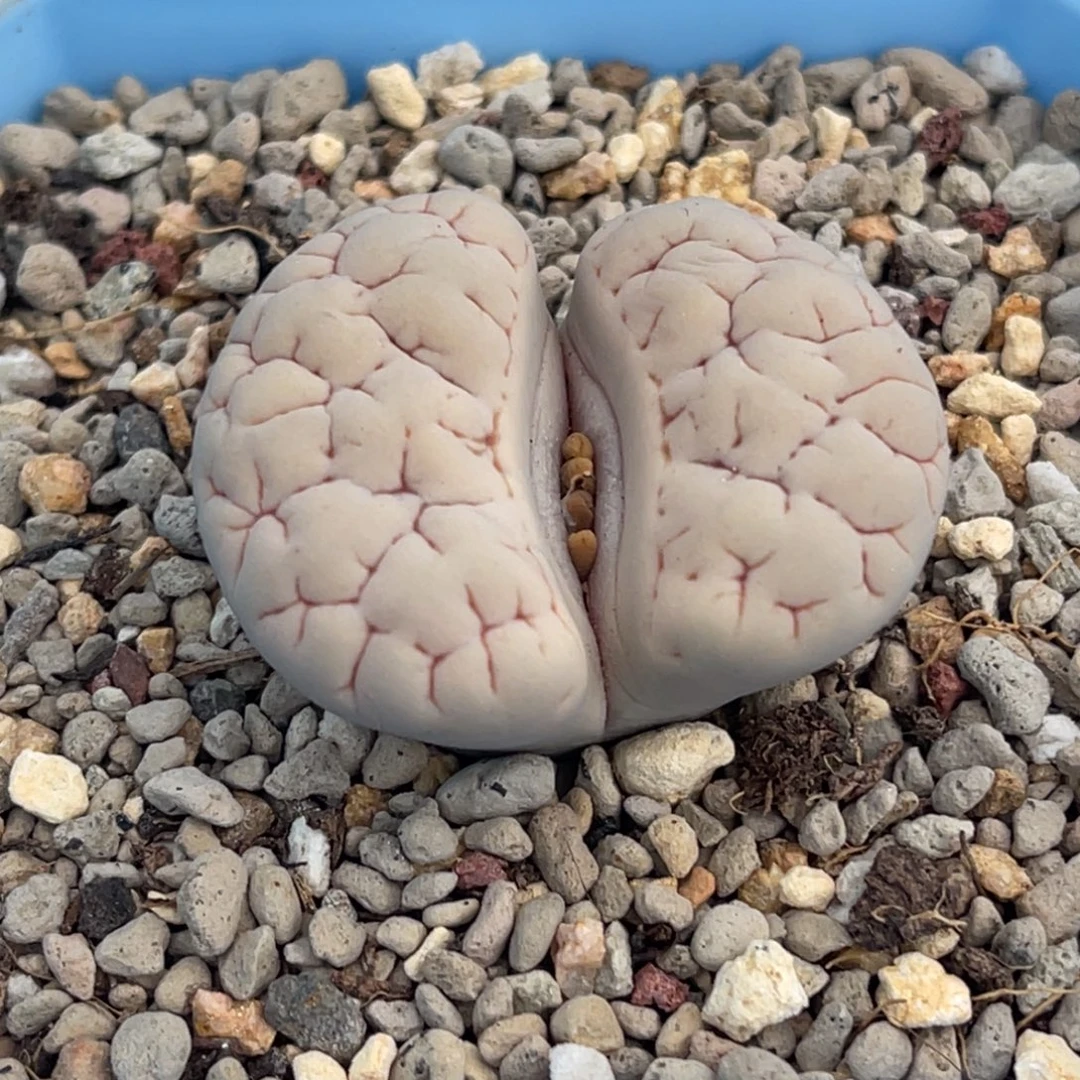 8211凹凸脑纹189一颗