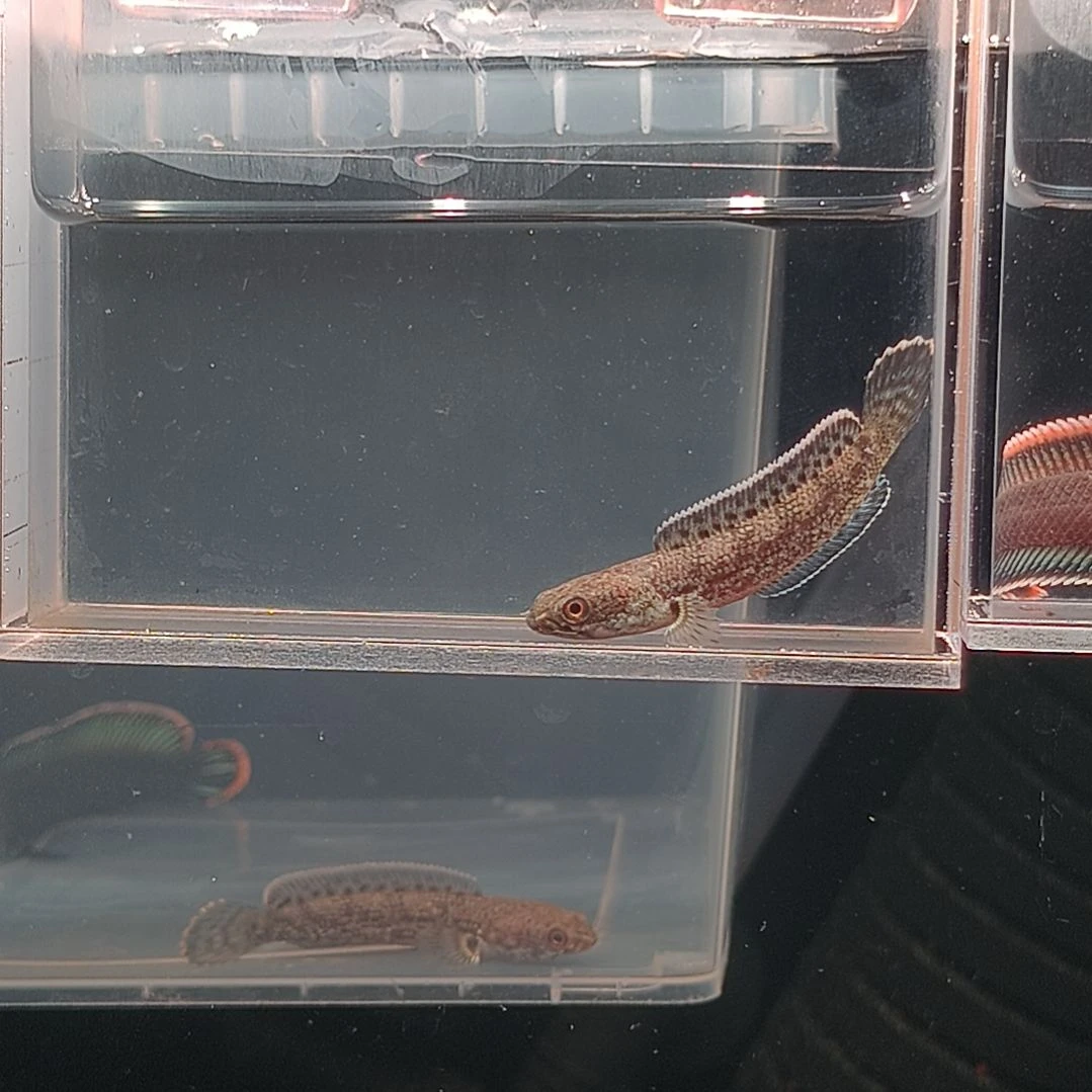 雷龙鱼。。。。。。。。。。