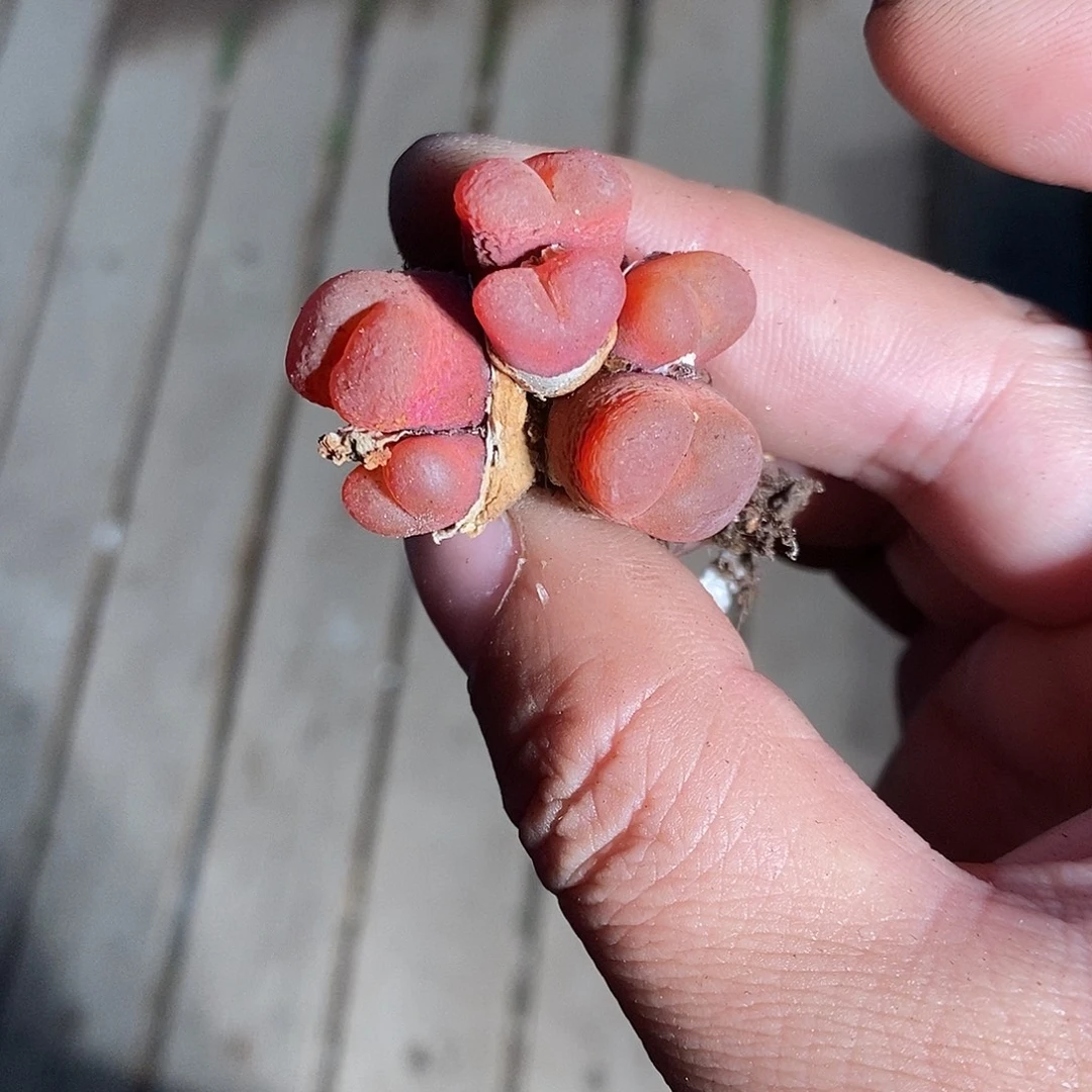 22318。 一颗。一颗六头。