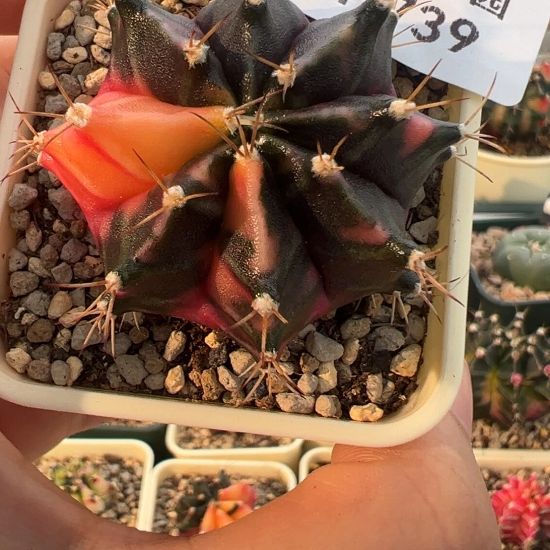 739 好看的米哈冲冲冲