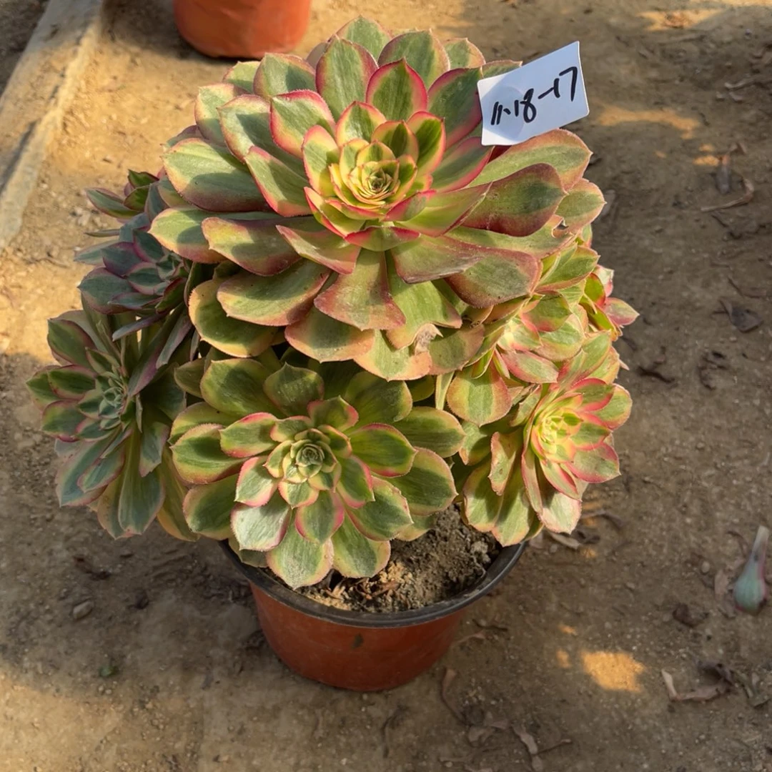 11-18-17玉姿法师锦多肉