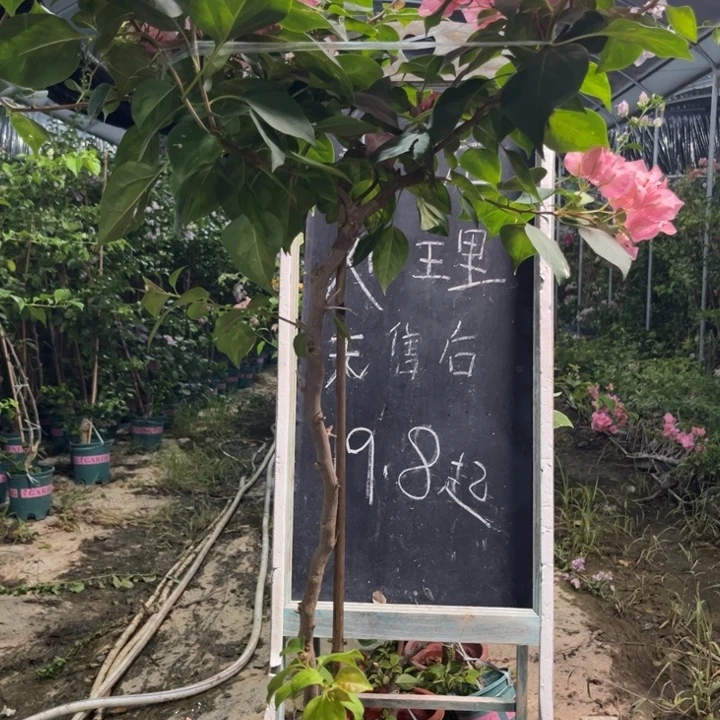 无花朵三角梅三角梅1346