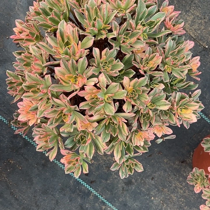 多肉植物甜茶锦？……