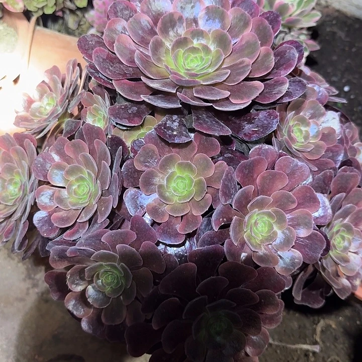 新品种爱神巨无霸大颗捧花亏本福利