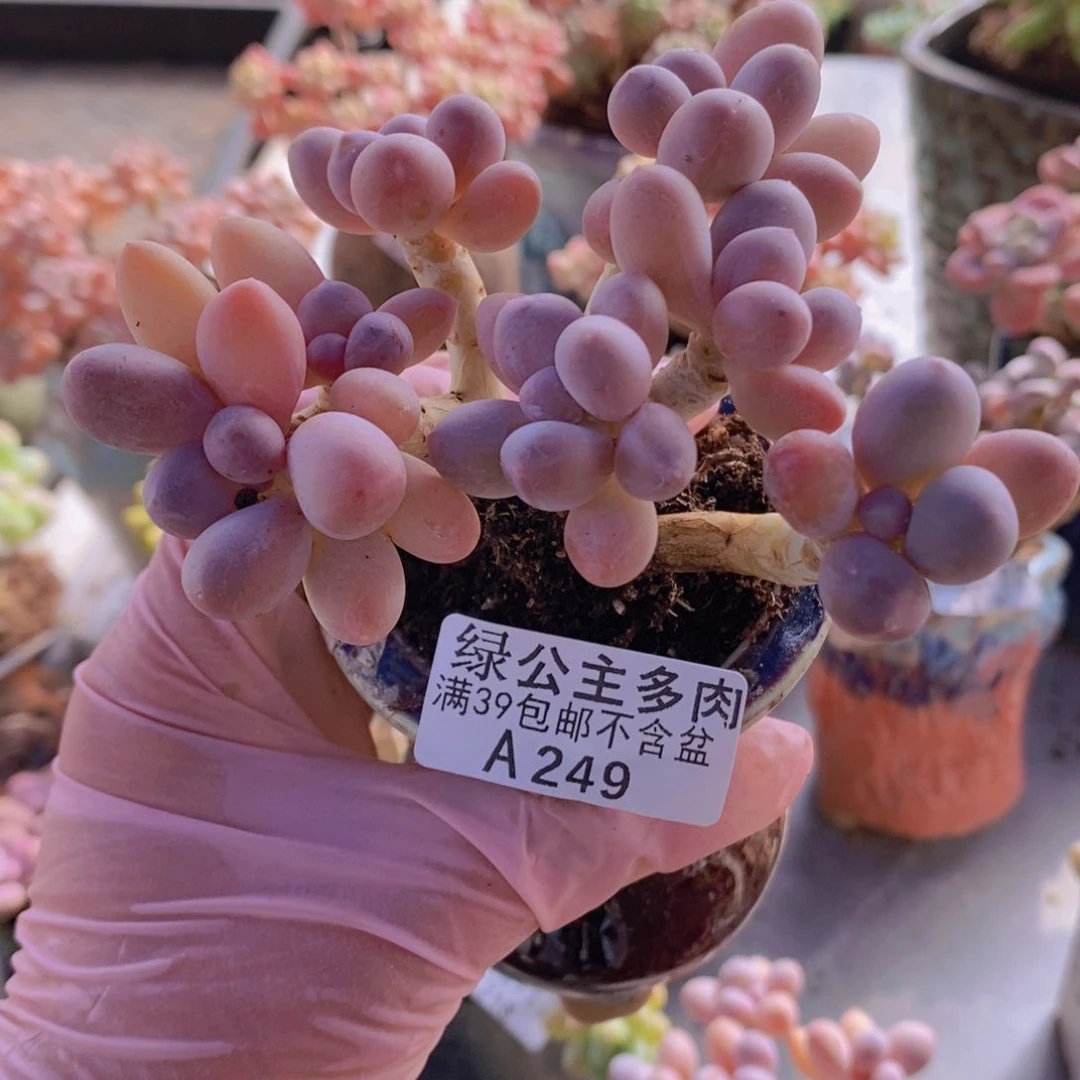 香水手指奶老桩8cm249多肉