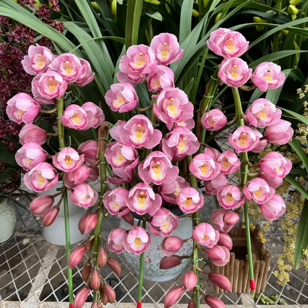 朝阳拱兰 一物一拍  落地款高端兰花 年宵花 客厅阳台新手好养