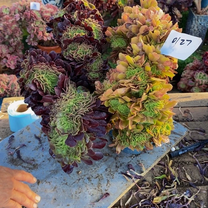*****不开花植物0127柠檬➕欧紫多肉