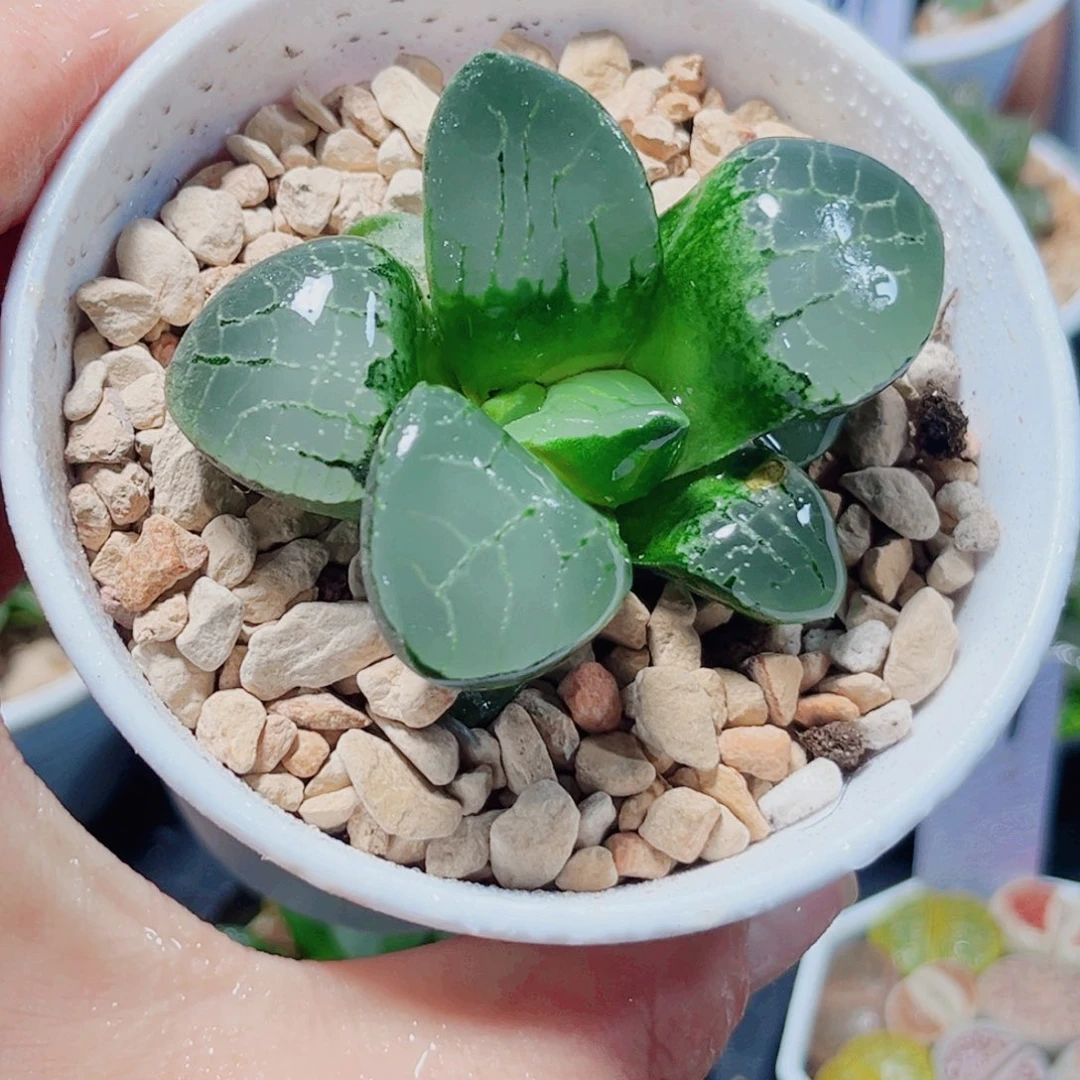 水晶克多肉植物666666