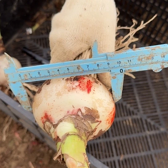 精灵9cm包对版的