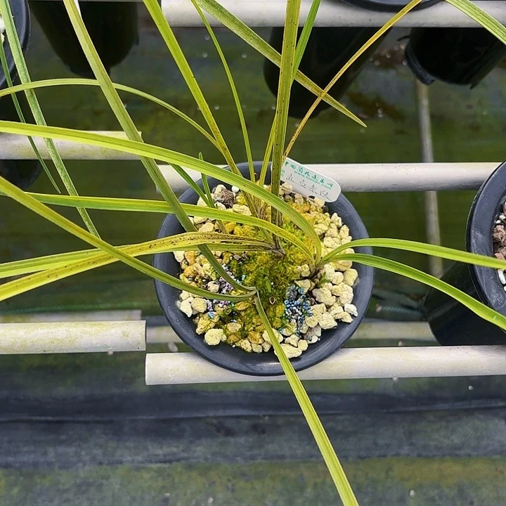 完全开放凌型斑赤壳素12345