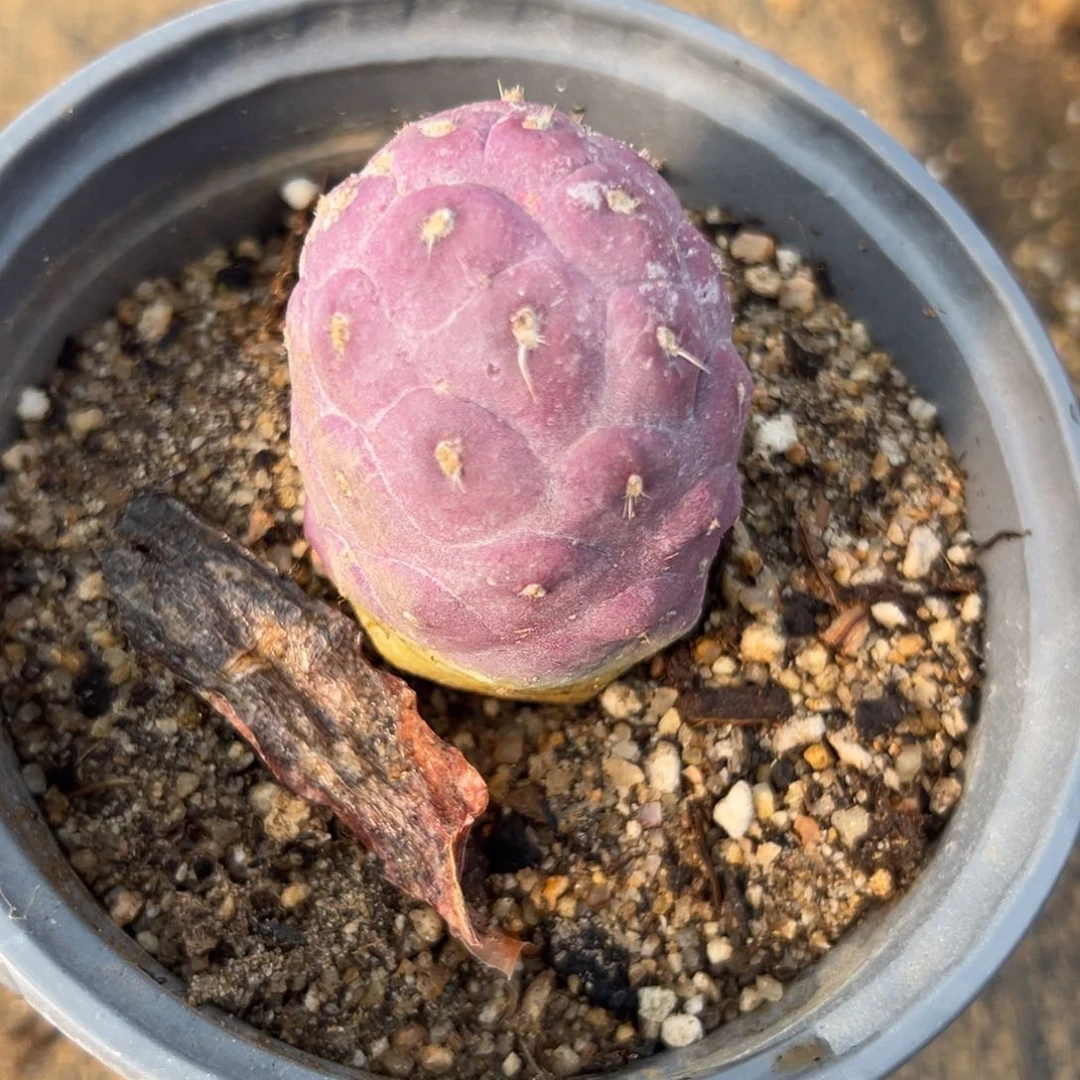 多肉植物习志野单头