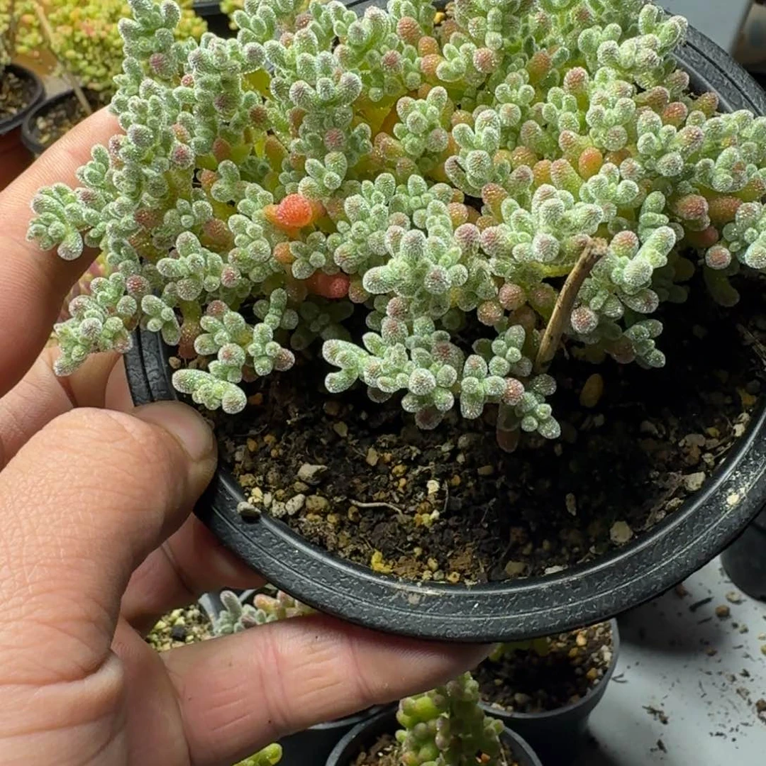 冰晶 多肉植物枝干