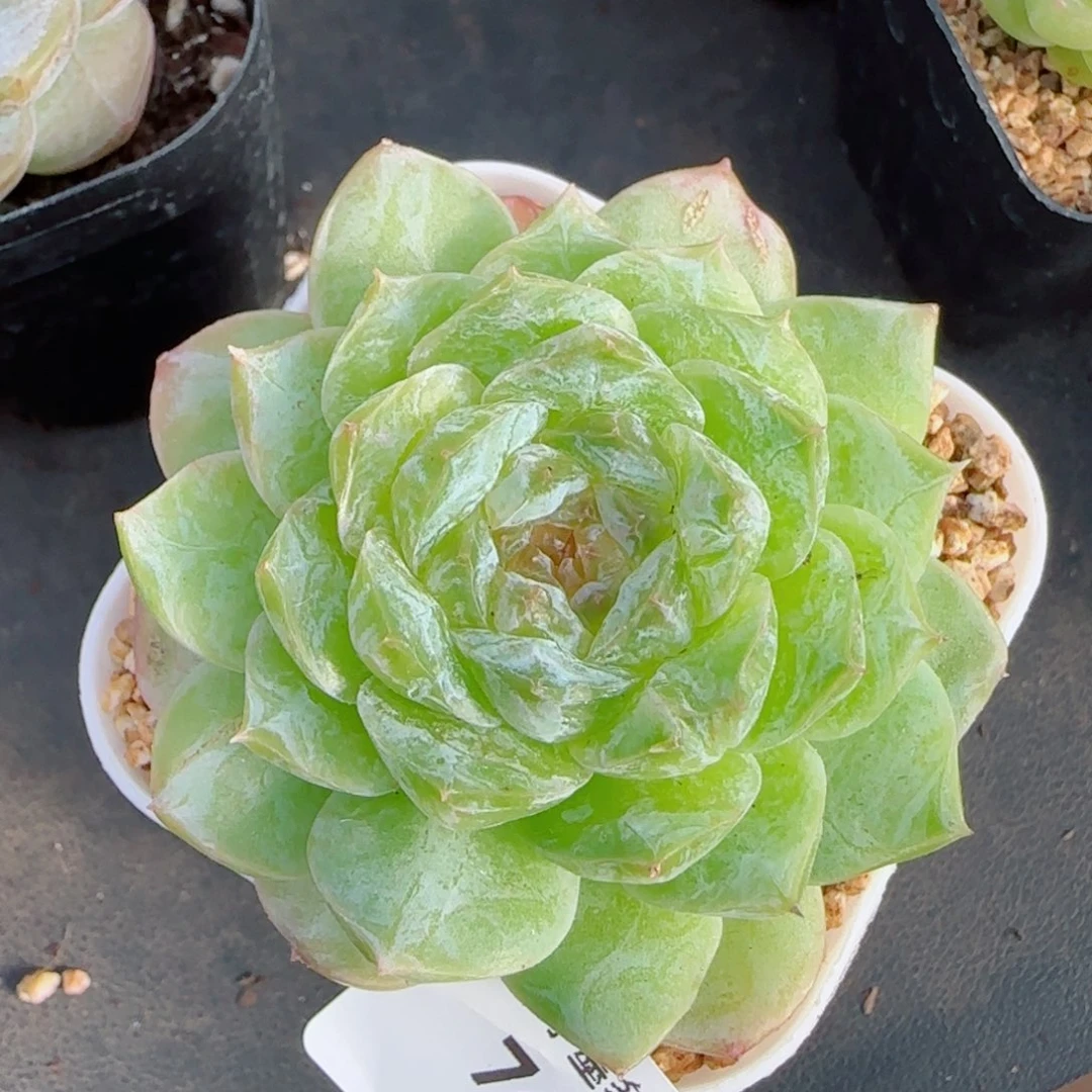 梦境，7466多肉植物