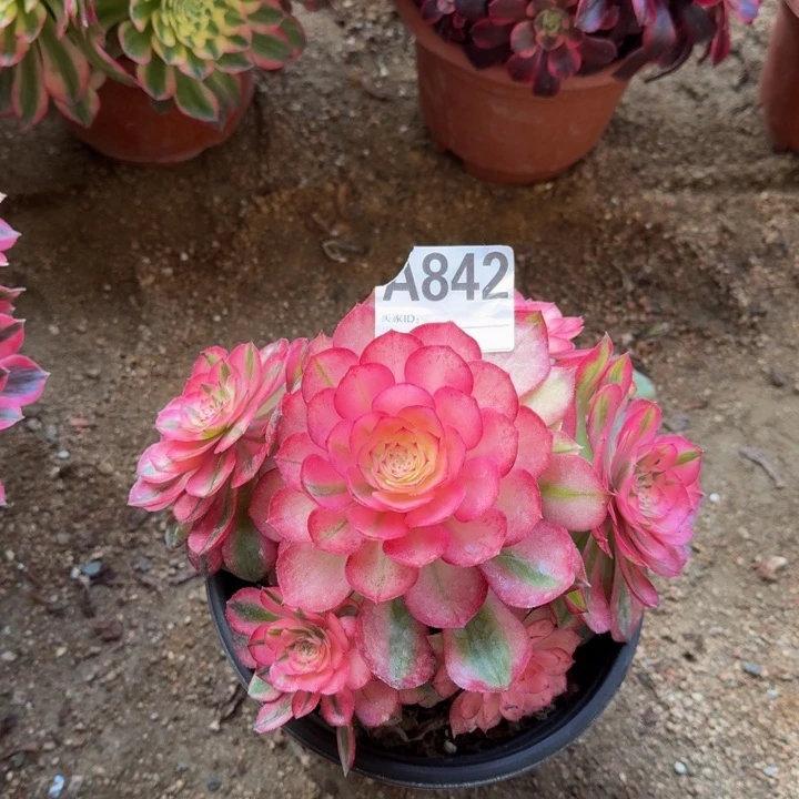 红陶倾城842号多肉