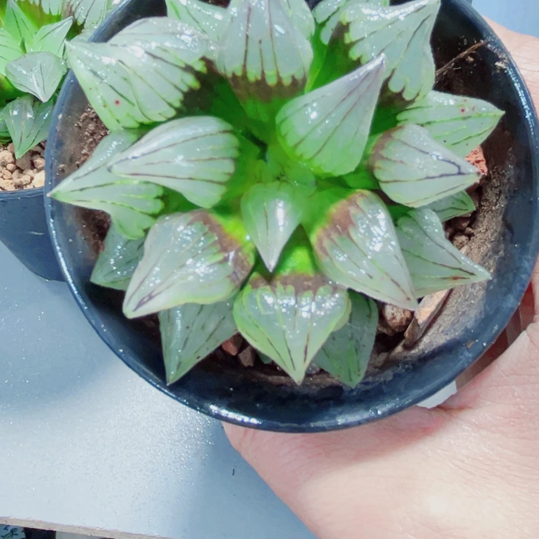 西瓜寿多肉植物66666