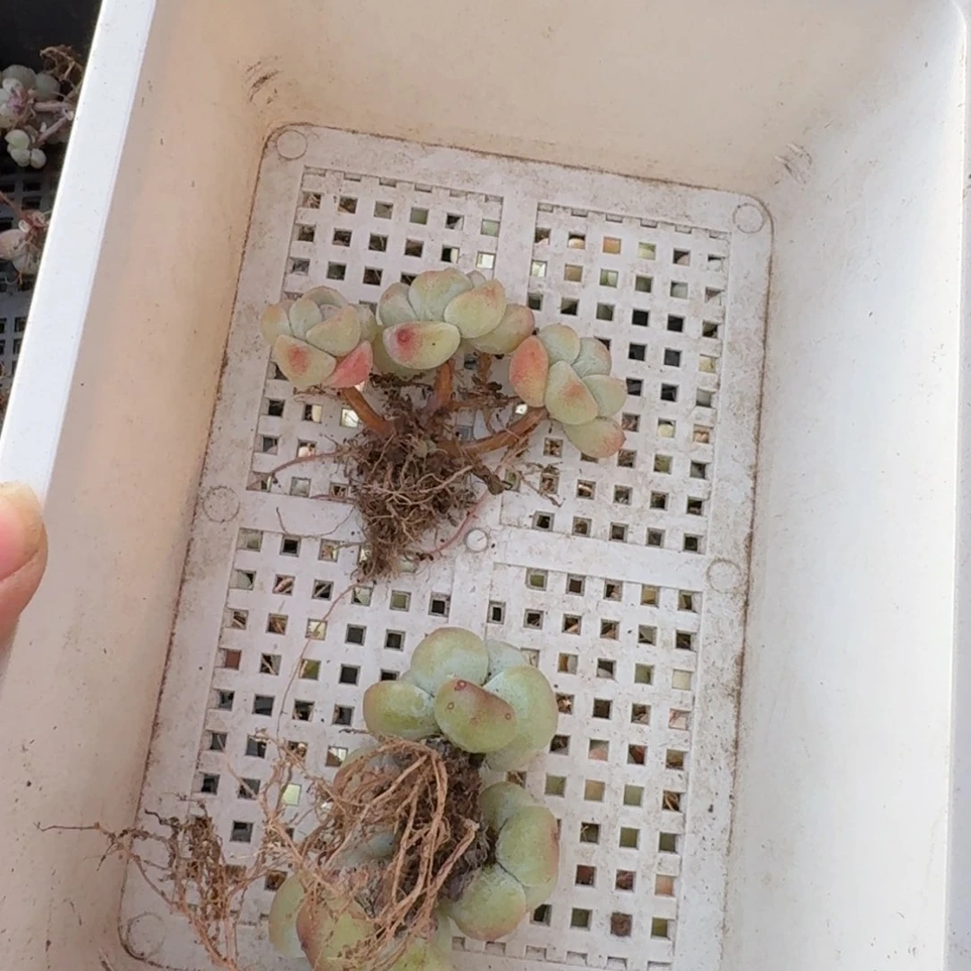 57 号到手1框，江北多肉
