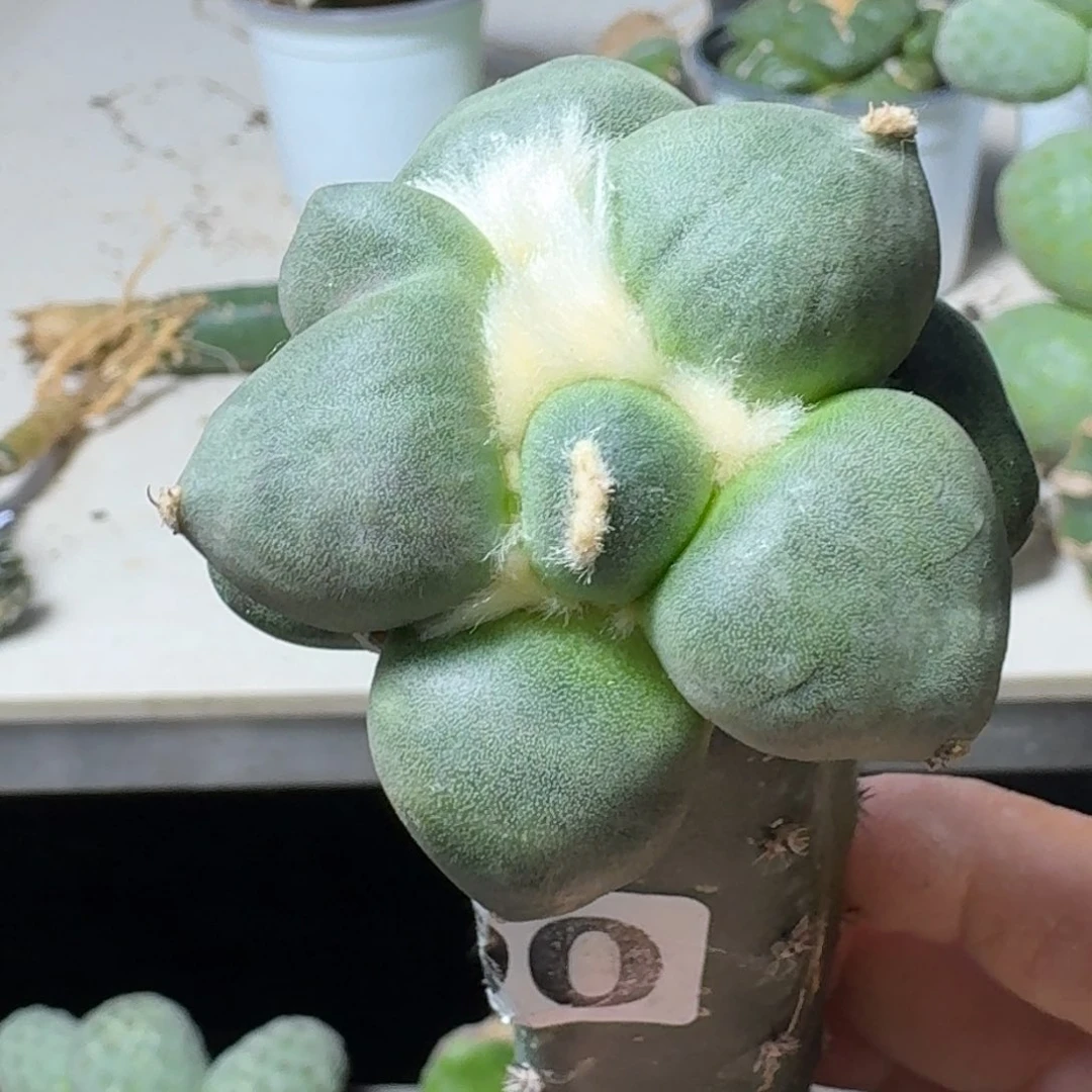 【闪购商品】无花朵L****e蛋尤800