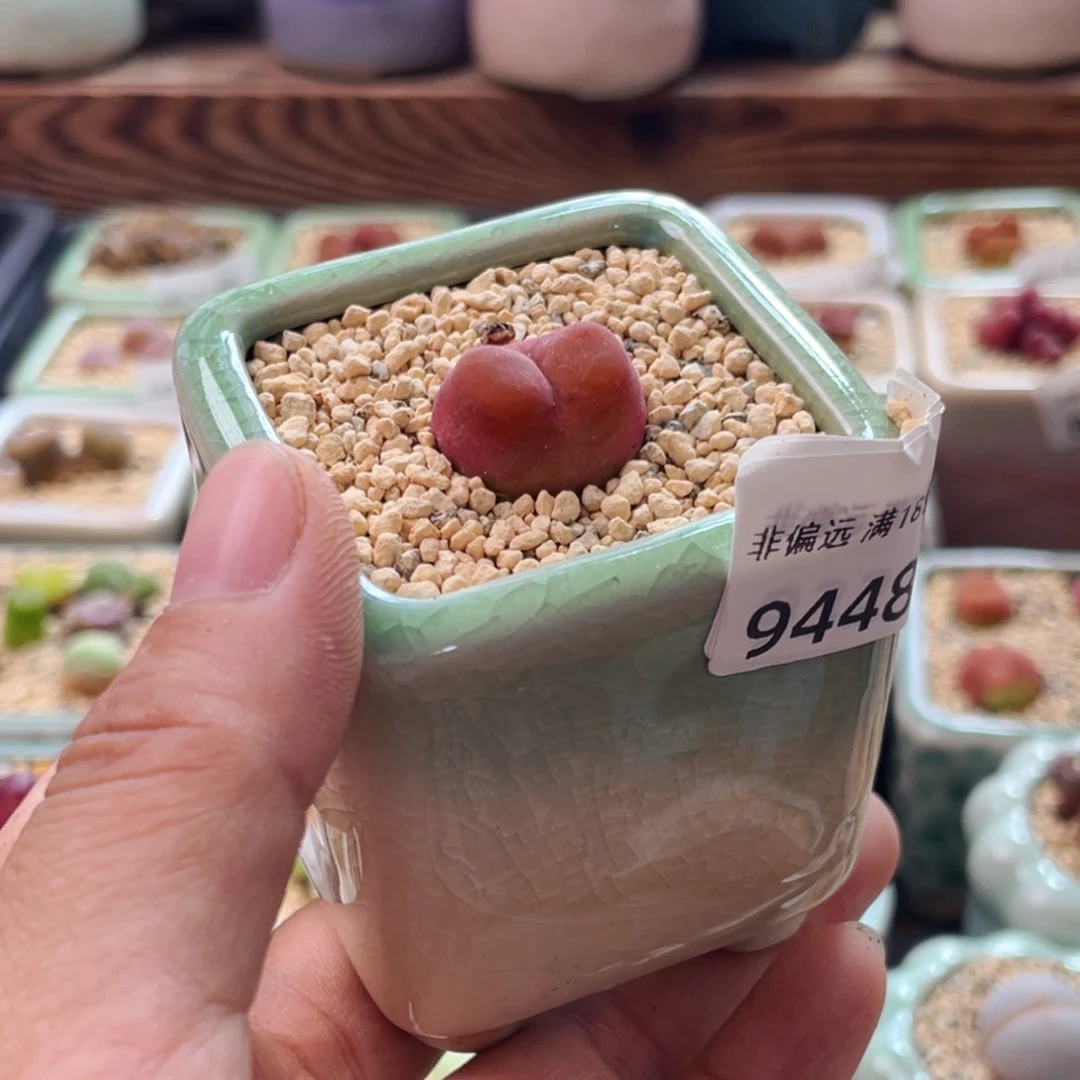 无花朵9448-一物一拍 带盆 水蜜桃