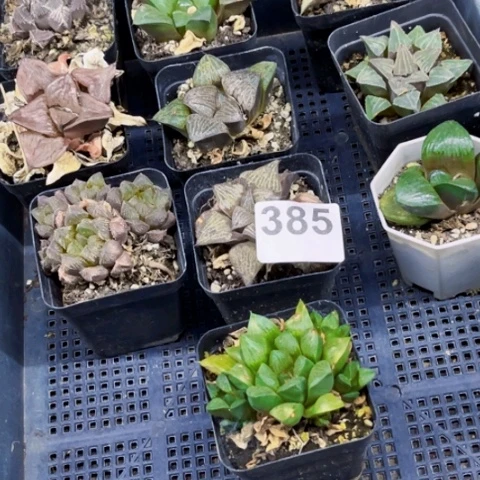 385寿一物一图如图