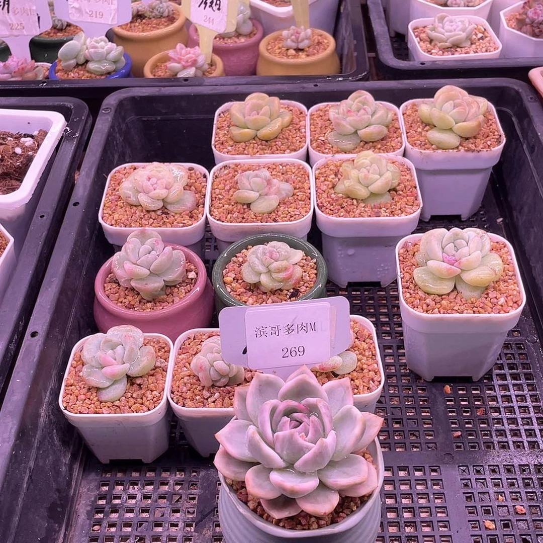 婷**?滨哥多肉M269香槟覆轮锦福利