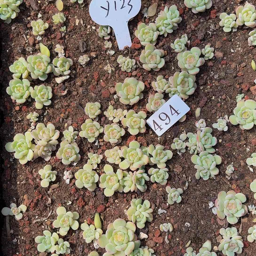 叫****?多肉植物多肉植物494