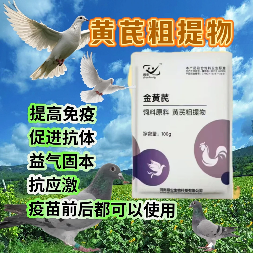 金黄芪:抗病毒抵抗免疫力抗应激适合种植做苗前后使用饲料添加剂