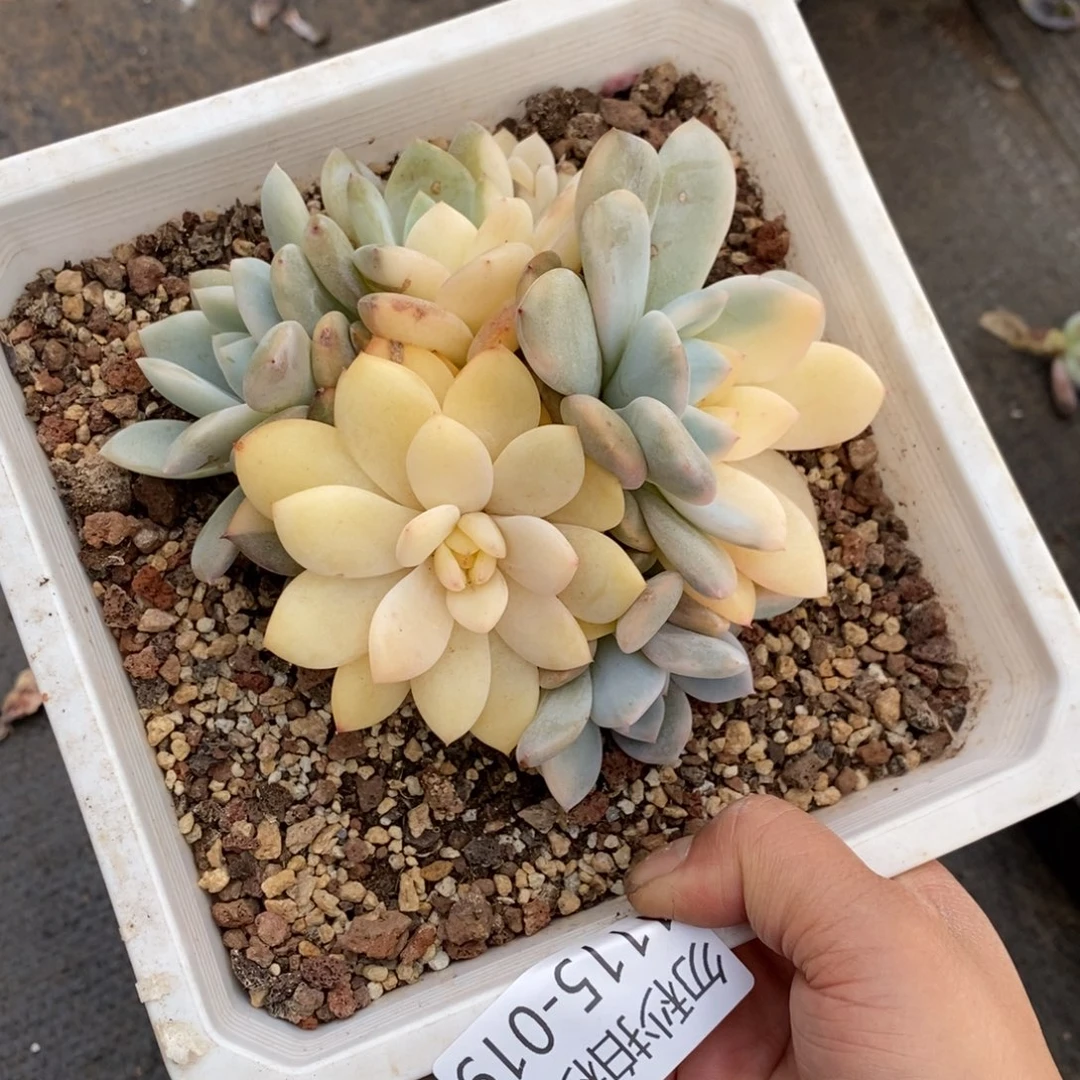 蓝*两单包邮1115-19橙子锦