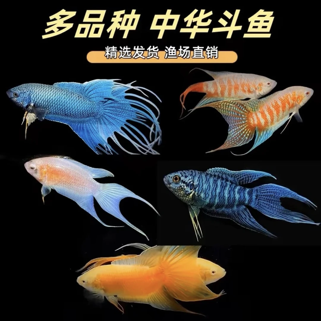 [直播专用，一鱼一拍】中国斗鱼观赏鱼耐活(竞拍成功 下单对应价格)