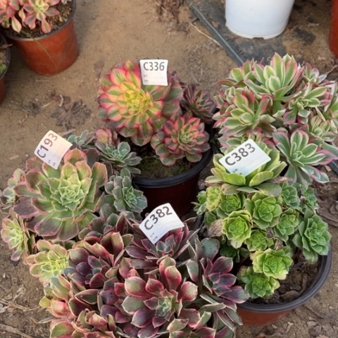 多肉植物倾成浣纱五个