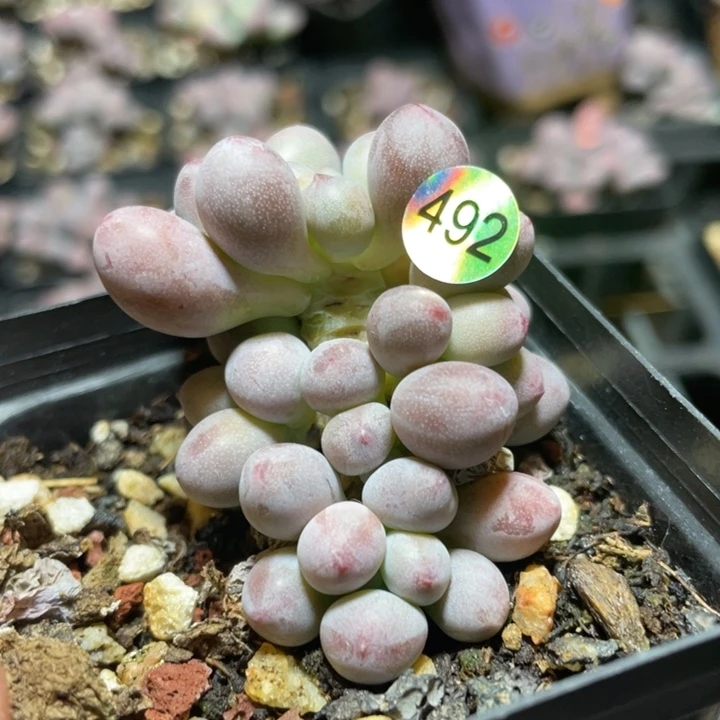 仙子奶酪多肉植物