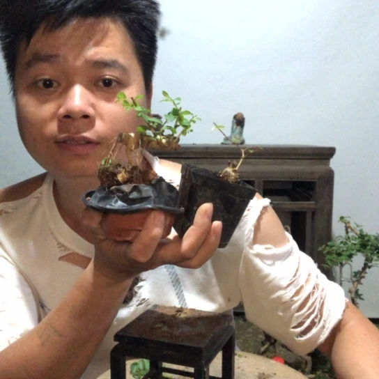 无花朵盆景素材盆栽植物