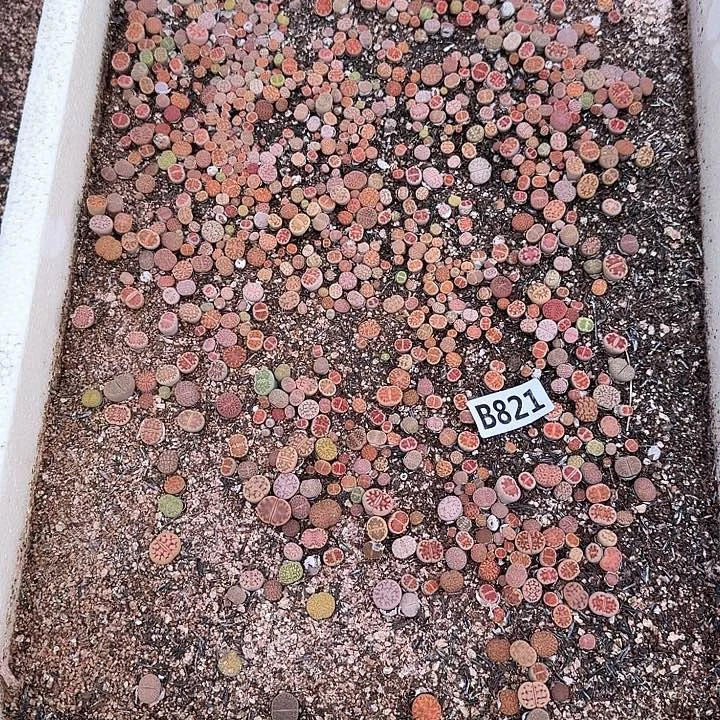 生821石花整箱脱土发货