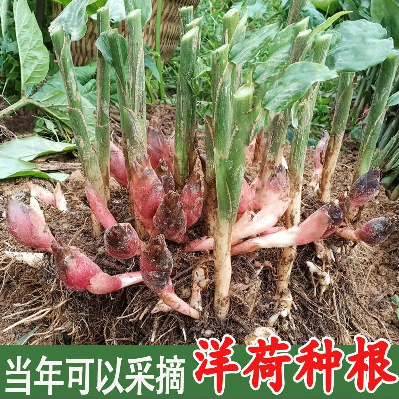 阳荷姜种根种苗产地直发家恩施新鲜洋荷姜种洋荷种苗洋荷种根