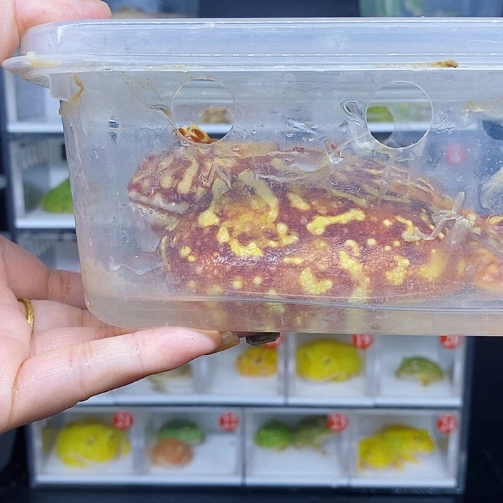 特价秒杀活动蛙哇