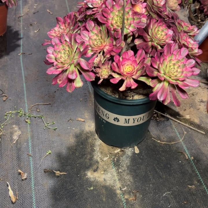 47舞多肉多肉多肉