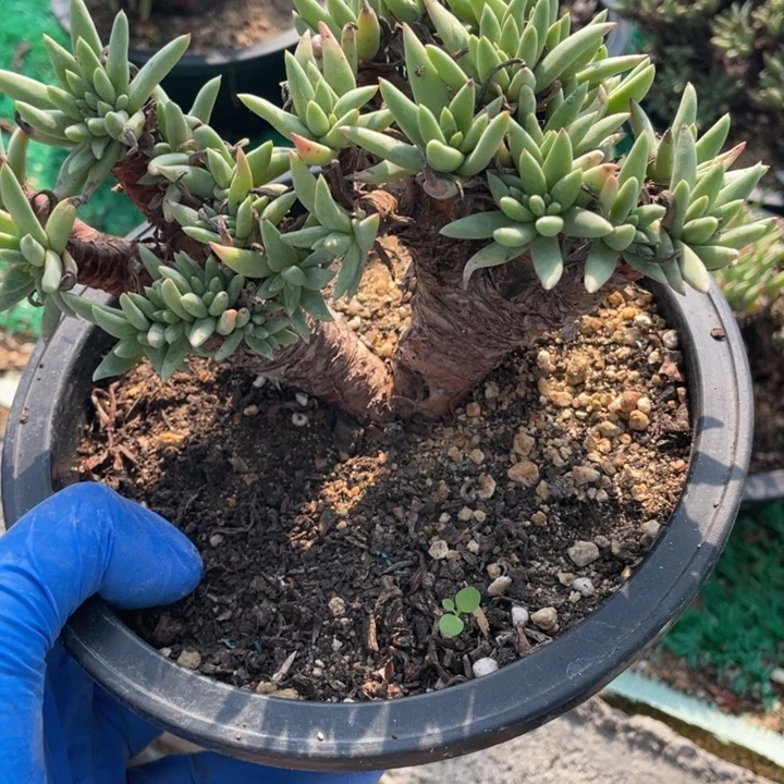绿菊多肉植物老庄多肉