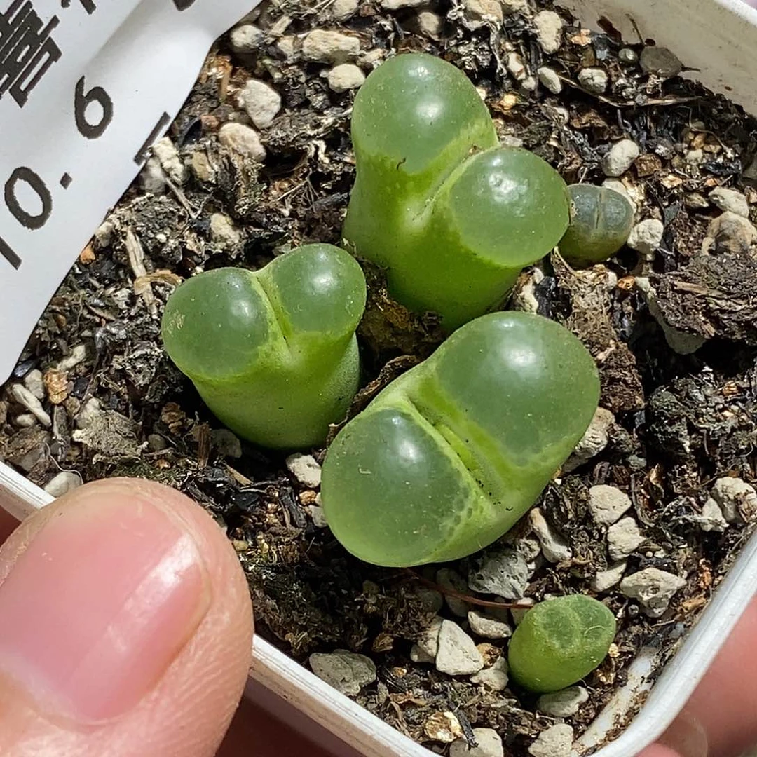 1006-82-香蕉风铃有伤特。