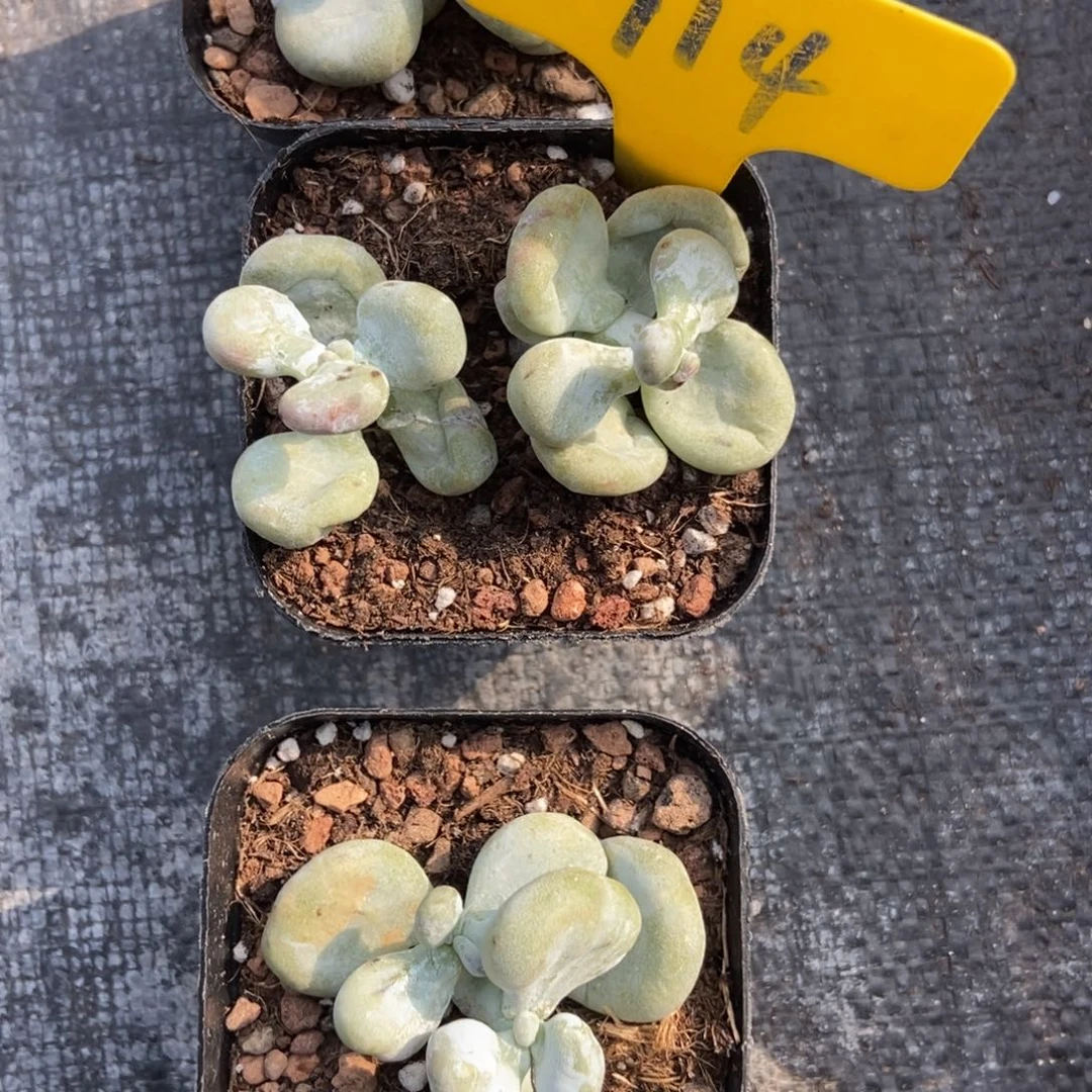 914油煎多肉植多肉