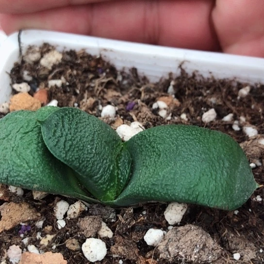 实生蜗牛带盆发货