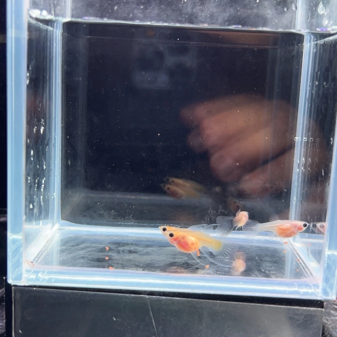 海水鱼黄肉c11111111111